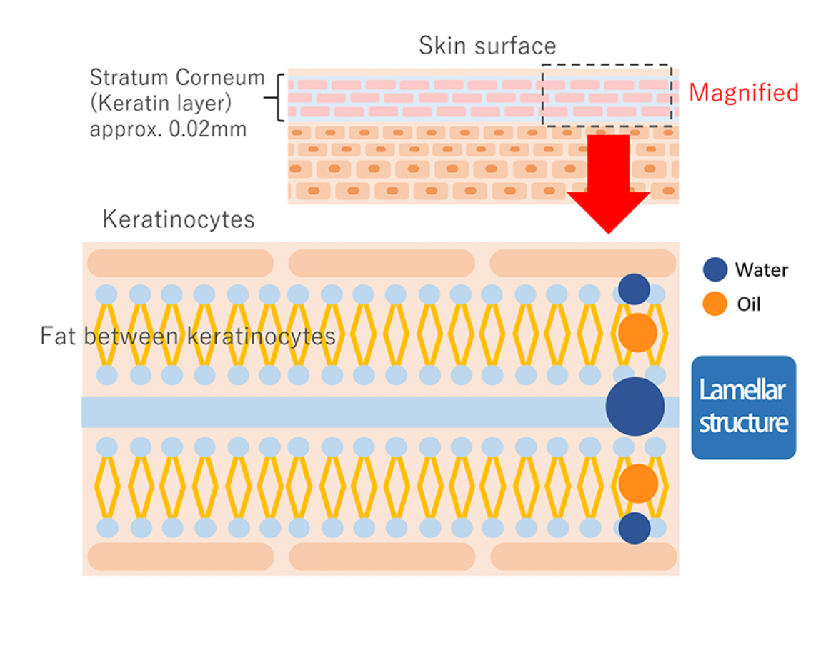 Unlocking Skin's Resilience: The Power of Multi-Lamellar Structured Skincare