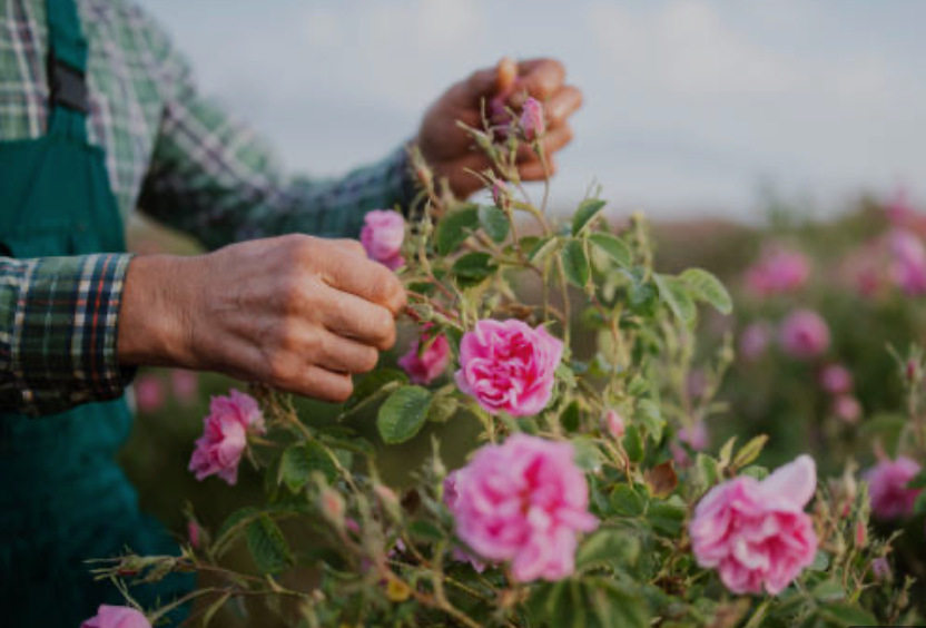 The Many Faces of Rose Oil: Why Source Matters in Skincare