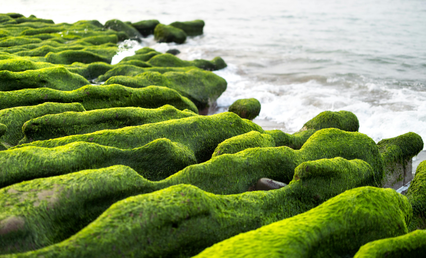 Marine Masterpieces: Why Sea Moss and Sea Kelp Are Skincare’s Next Icons